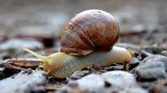 wonderful Snail Animal