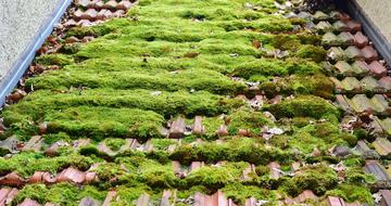 green moss on tiles