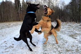 Dogs Fight