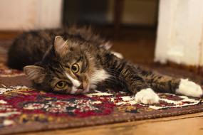 Beautiful, colorful and cute cat lying on the colorful carpet