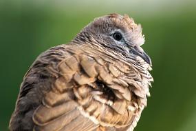 fluffy grey dove Close-Up
