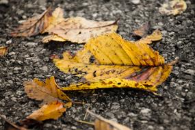 Leaf Autumn Yellow