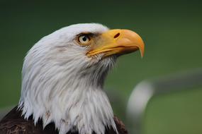 photo portrait of a bald eagle