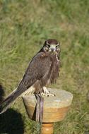 brown Falcon in captivity