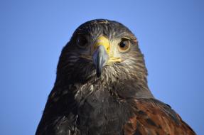 bird of prey on a blue background