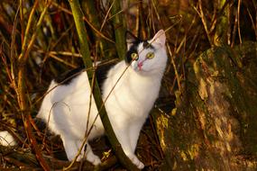 Curious Female Cat looking from thickets