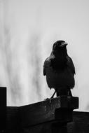 black and white photo of a crow sitting on a wooden board