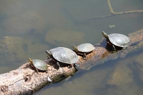 Turtles Animals Nature