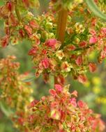Floral Background Pink green
