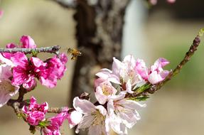 Bee Bloom Blossom