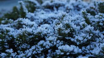 Morgentau Ripe Nature