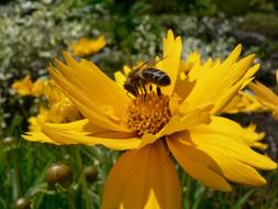 bee on a yellow flower in a summer meadow in a blurred background