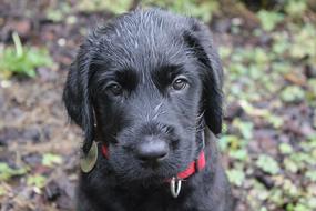 Puppy Wet black