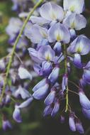 Bloom Blossom Flora