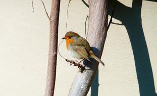 bird Red Robin