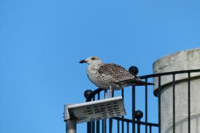 bird on the coast in Brittany