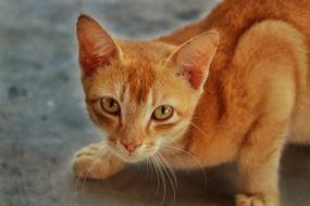 ginger domestic cat close-up on a blurred background