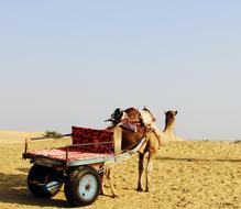 Camel tour in Desert