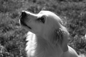 cute Dog looking up, Black And White