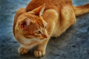 portrait of stunningly beautiful Domestic Cat