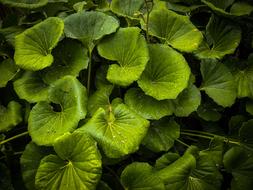 Dews on Green Leaves