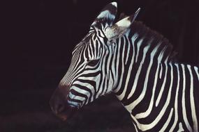 fabulous Zebra Nature