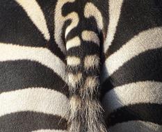 macro photo of zebra tail