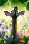 young deer in a flowering meadow