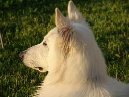 irresistible White Shepherd Swiss Dog