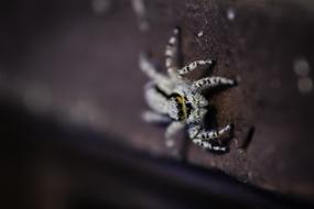 goodly Arachnid Creepy