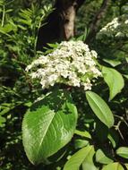 Blackhaw Viburnum Honeysuckle