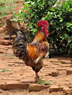 stunningly beautiful Cock Chicken