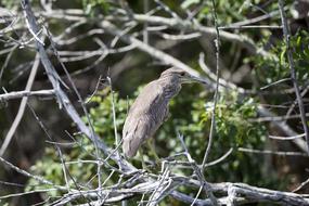 Black Crowned Heron