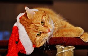 ginger cat is resting with a Christmas hat