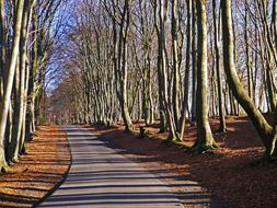 Teutoburg Forest Path Beech