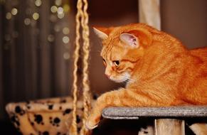 stunningly beautiful Cat Red Funny