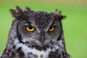 face of grey owl with yellow eyes close up