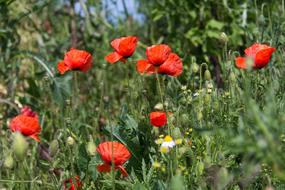 blooming red poppies in a wild meadow