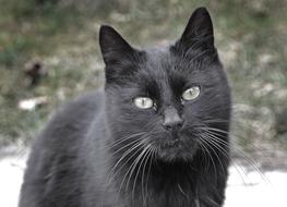 fabulous Cat Black View