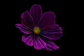 pattern design abstract flower purple drawing