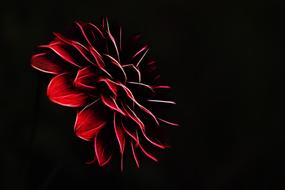 pattern design abstract red flower drawing