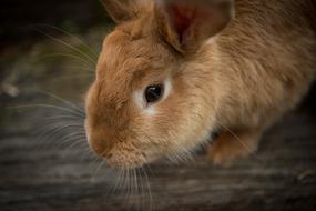 wonderful Bunny Close-Up