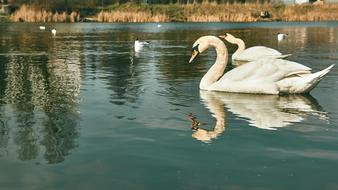 goodly Bird Lake