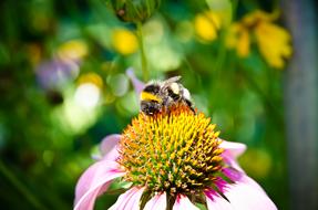 Bee Collection Pollen