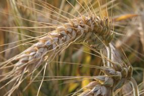 Wheat Harvest Time Ripe