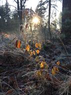 Forest Leaves Winter