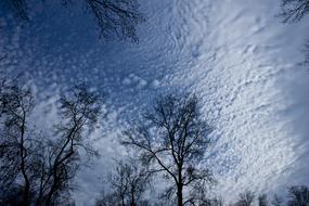 Tree Branch Cloud