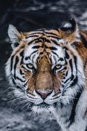 portrait of irresistible Big Cat face