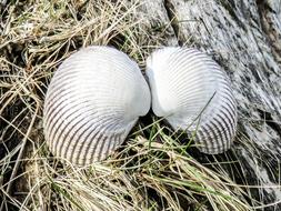 Shells in shape of Angel Wings