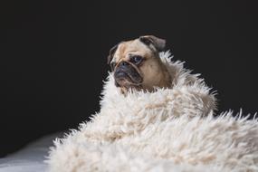 Adorable pug doggy in furry coat